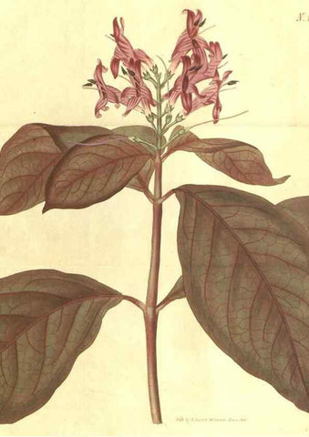 Reproducción/Reproduction 35023093182: Curtis's botanical magazine.. London ; New York [etc.] :Academic Press [etc.]