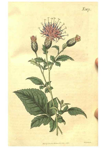 Reproducción/Reproduction 35023095772: Curtis's botanical magazine.. London ; New York [etc.] :Academic Press [etc.]
