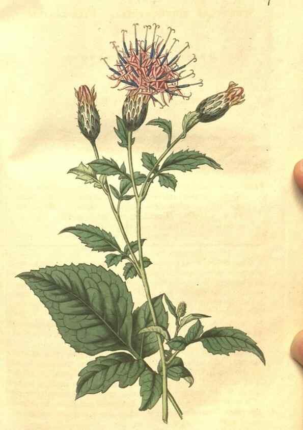 Reproducción/Reproduction 35023095772: Curtis's botanical magazine.. London ; New York [etc.] :Academic Press [etc.]