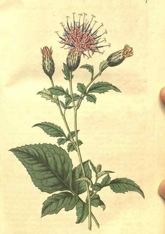 Reproducción/Reproduction 35023095772: Curtis's botanical magazine.. London ; New York [etc.] :Academic Press [etc.]