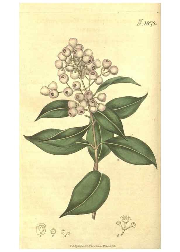 Reproducción/Reproduction 34378853863: Curtis's botanical magazine.. London ; New York [etc.] :Academic Press [etc.]