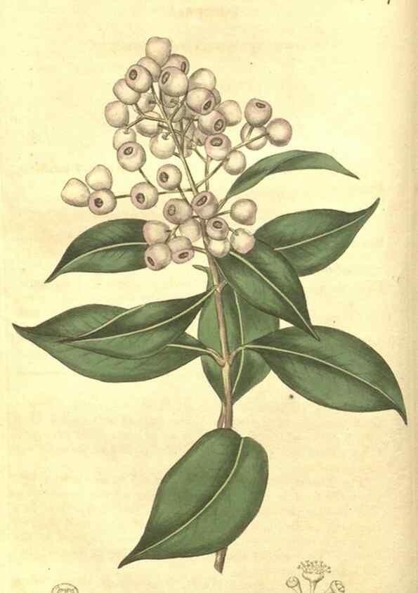 Reproducción/Reproduction 34378853863: Curtis's botanical magazine.. London ; New York [etc.] :Academic Press [etc.]