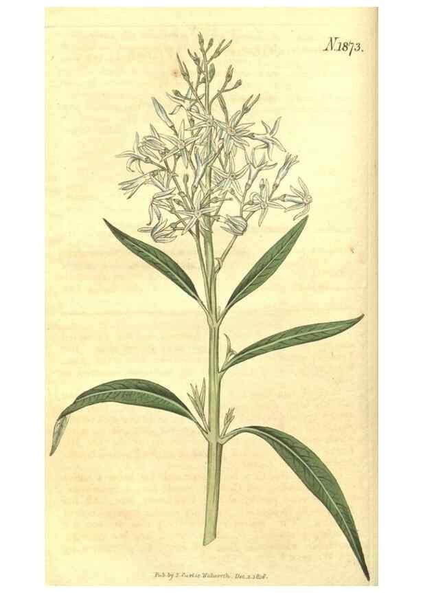 Reproducción/Reproduction 34378856263: Curtis's botanical magazine.. London ; New York [etc.] :Academic Press [etc.]