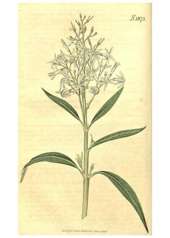 Reproducción/Reproduction 34378856263: Curtis's botanical magazine.. London ; New York [etc.] :Academic Press [etc.]