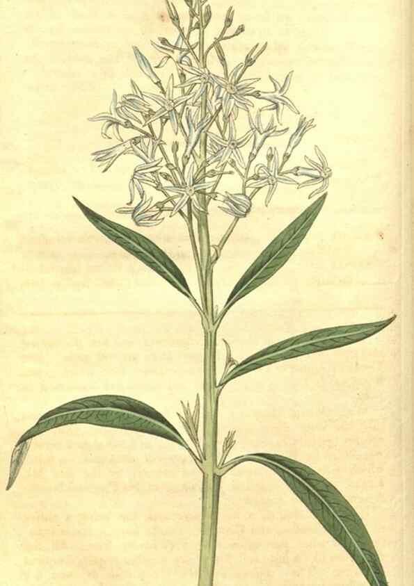 Reproducción/Reproduction 34378856263: Curtis's botanical magazine.. London ; New York [etc.] :Academic Press [etc.]