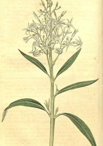 Reproducción/Reproduction 34378856263: Curtis's botanical magazine.. London ; New York [etc.] :Academic Press [etc.]