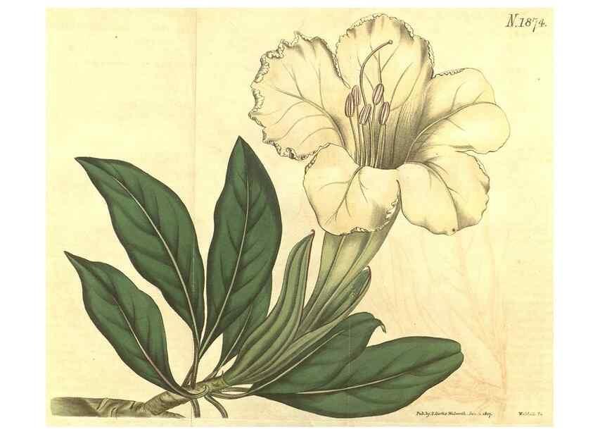 Reproducción/Reproduction 34378859613: Curtis's botanical magazine.. London ; New York [etc.] :Academic Press [etc.]