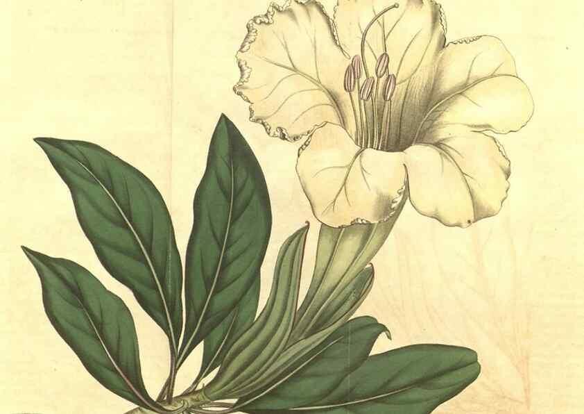 Reproducción/Reproduction 34378859613: Curtis's botanical magazine.. London ; New York [etc.] :Academic Press [etc.]