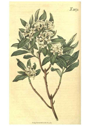 Reproducción/Reproduction 35188346825: Curtis's botanical magazine.. London ; New York [etc.] :Academic Press [etc.]
