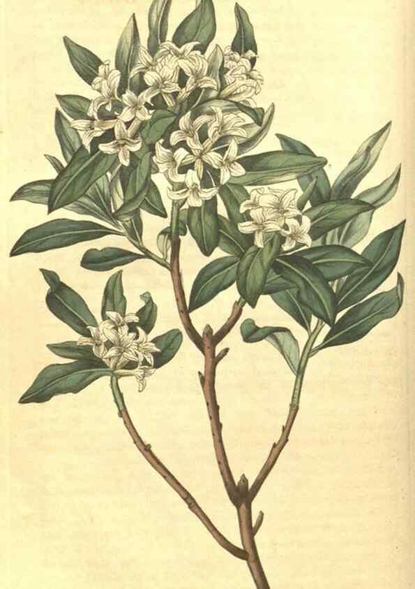 Reproducción/Reproduction 35188346825: Curtis's botanical magazine.. London ; New York [etc.] :Academic Press [etc.]
