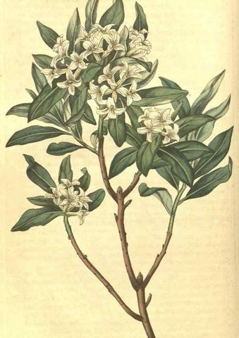 Reproducción/Reproduction 35188346825: Curtis's botanical magazine.. London ; New York [etc.] :Academic Press [etc.]