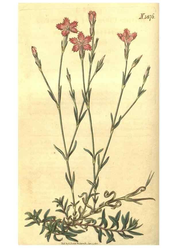 Reproducción/Reproduction 35188351265: Curtis's botanical magazine.. London ; New York [etc.] :Academic Press [etc.]