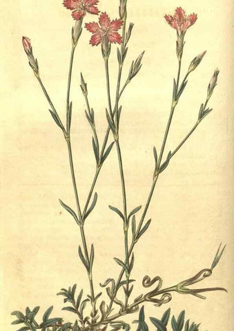 Reproducción/Reproduction 35188351265: Curtis's botanical magazine.. London ; New York [etc.] :Academic Press [etc.]