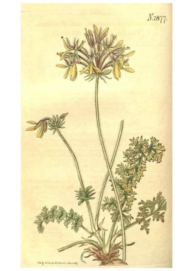 Reproducción/Reproduction 35057695261: Curtis's botanical magazine.. London ; New York [etc.] :Academic Press [etc.]