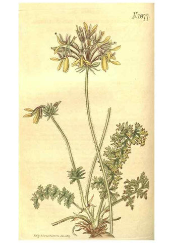 Reproducción/Reproduction 35057695261: Curtis's botanical magazine.. London ; New York [etc.] :Academic Press [etc.]