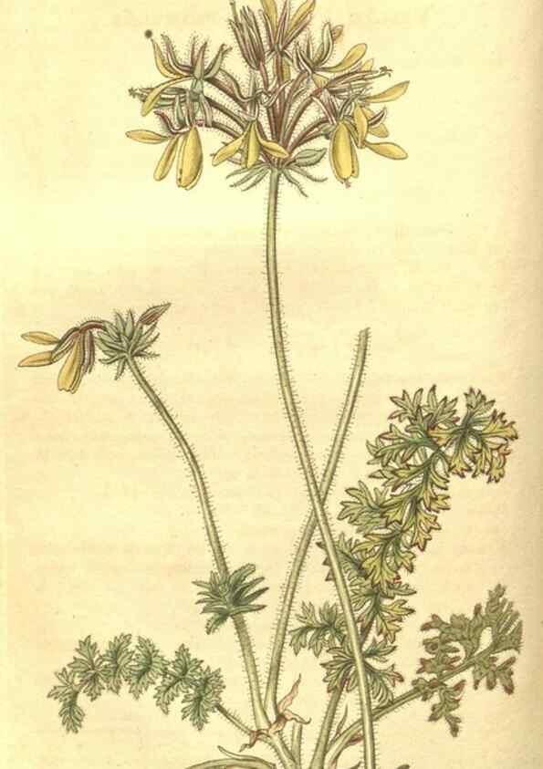 Reproducción/Reproduction 35057695261: Curtis's botanical magazine.. London ; New York [etc.] :Academic Press [etc.]