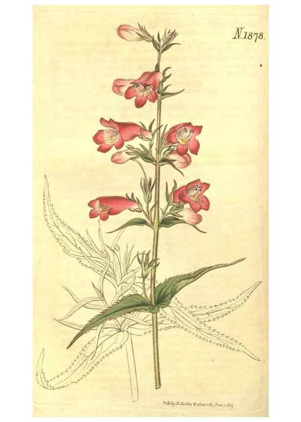 Reproducción/Reproduction 35057710611: Curtis's botanical magazine.. London ; New York [etc.] :Academic Press [etc.]