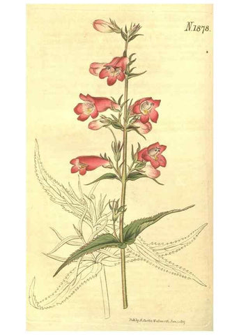 Reproducción/Reproduction 35057710611: Curtis's botanical magazine.. London ; New York [etc.] :Academic Press [etc.]