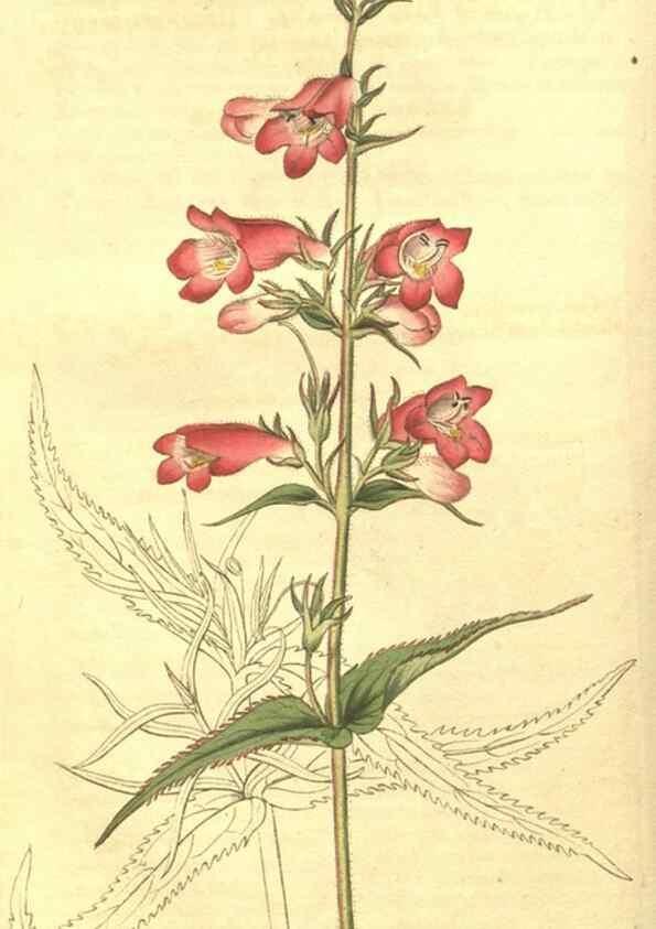 Reproducción/Reproduction 35057710611: Curtis's botanical magazine.. London ; New York [etc.] :Academic Press [etc.]