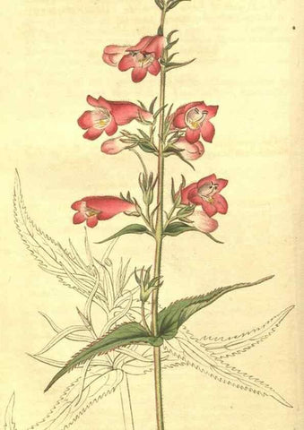 Reproducción/Reproduction 35057710611: Curtis's botanical magazine.. London ; New York [etc.] :Academic Press [etc.]