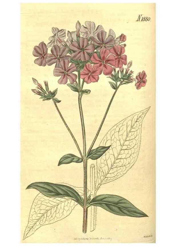 Reproducción/Reproduction 35057720371: Curtis's botanical magazine.. London ; New York [etc.] :Academic Press [etc.]