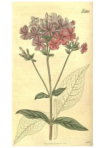 Reproducción/Reproduction 35057720371: Curtis's botanical magazine.. London ; New York [etc.] :Academic Press [etc.]