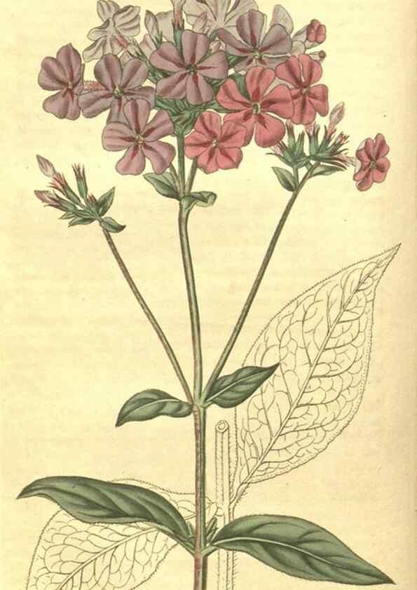 Reproducción/Reproduction 35057720371: Curtis's botanical magazine.. London ; New York [etc.] :Academic Press [etc.]