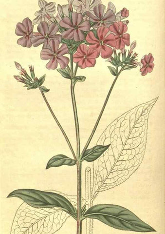Reproducción/Reproduction 35057720371: Curtis's botanical magazine.. London ; New York [etc.] :Academic Press [etc.]