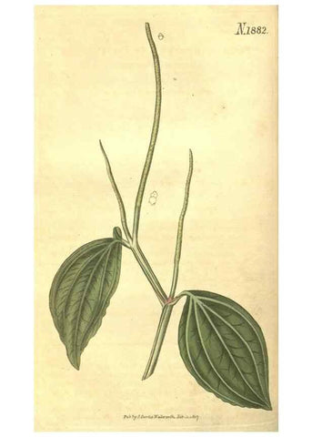 Reproducción/Reproduction 34378894343: Curtis's botanical magazine.. London ; New York [etc.] :Academic Press [etc.]