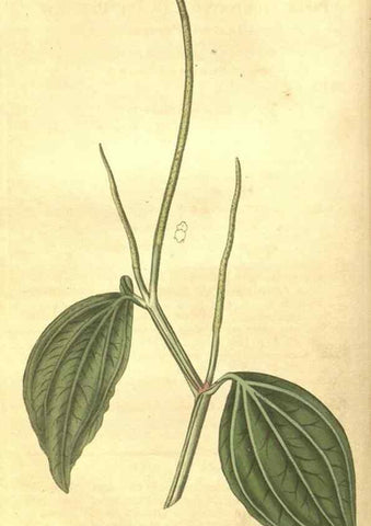 Reproducción/Reproduction 34378894343: Curtis's botanical magazine.. London ; New York [etc.] :Academic Press [etc.]