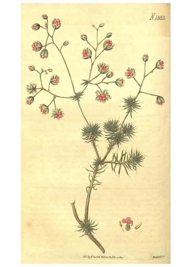 Reproducción/Reproduction 34343615554: Curtis's botanical magazine.. London ; New York [etc.] :Academic Press [etc.]
