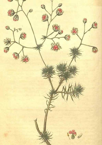 Reproducción/Reproduction 34343615554: Curtis's botanical magazine.. London ; New York [etc.] :Academic Press [etc.]