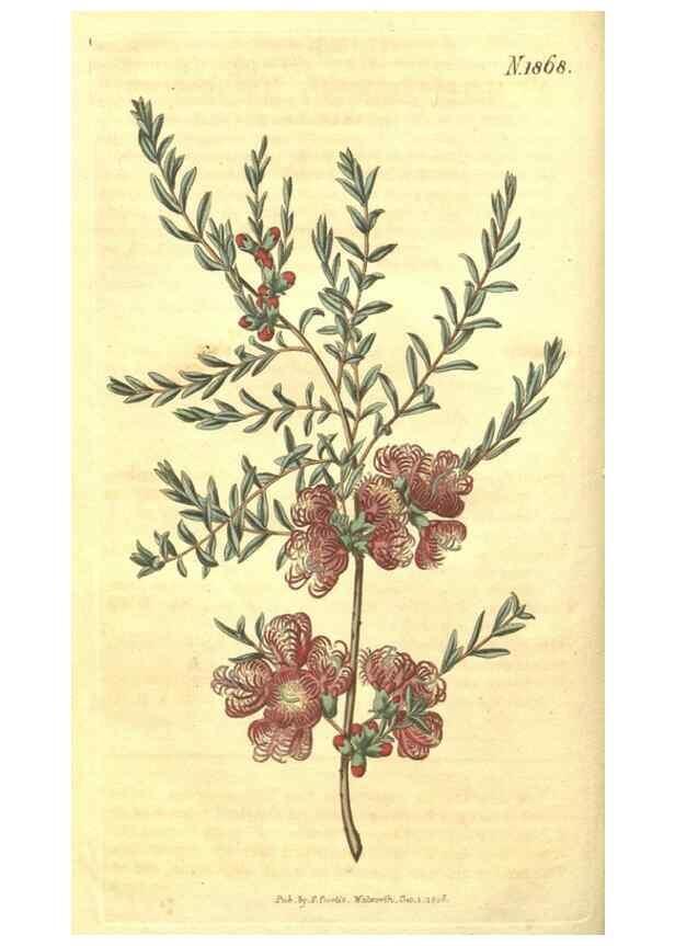 Reproducción/Reproduction 35148085216: Curtis's botanical magazine.. London ; New York [etc.] :Academic Press [etc.]