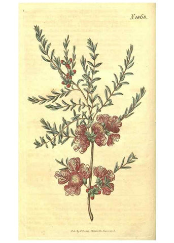 Reproducción/Reproduction 35148085216: Curtis's botanical magazine.. London ; New York [etc.] :Academic Press [etc.]