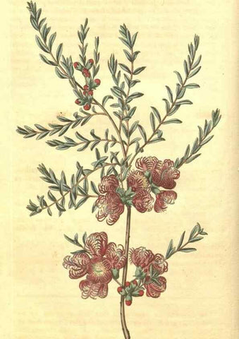 Reproducción/Reproduction 35148085216: Curtis's botanical magazine.. London ; New York [etc.] :Academic Press [etc.]
