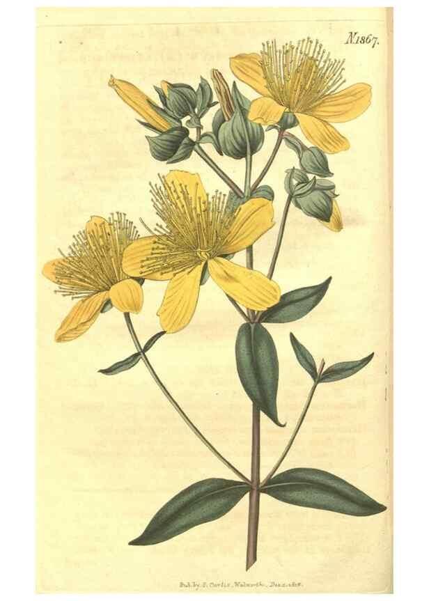 Reproducción/Reproduction 35023086152: Curtis's botanical magazine.. London ; New York [etc.] :Academic Press [etc.]