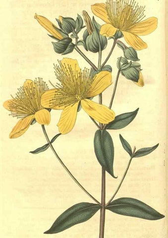 Reproducción/Reproduction 35023086152: Curtis's botanical magazine.. London ; New York [etc.] :Academic Press [etc.]