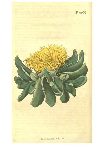 Reproducción/Reproduction 35023084672: Curtis's botanical magazine.. London ; New York [etc.] :Academic Press [etc.]