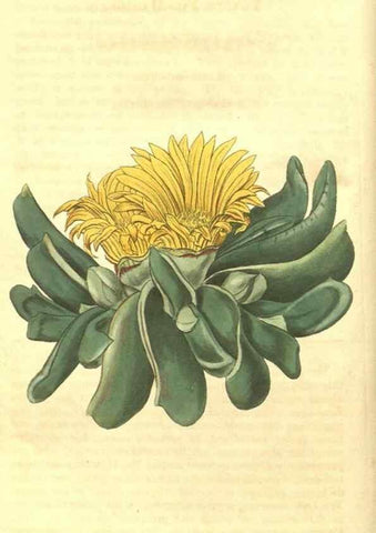 Reproducción/Reproduction 35023084672: Curtis's botanical magazine.. London ; New York [etc.] :Academic Press [etc.]