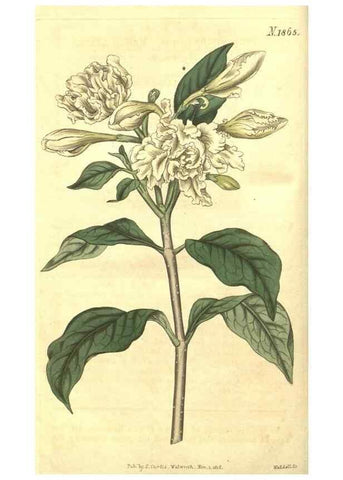 Reproducción/Reproduction 35188326205: Curtis's botanical magazine.. London ; New York [etc.] :Academic Press [etc.]