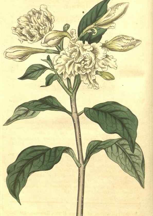 Reproducción/Reproduction 35188326205: Curtis's botanical magazine.. London ; New York [etc.] :Academic Press [etc.]