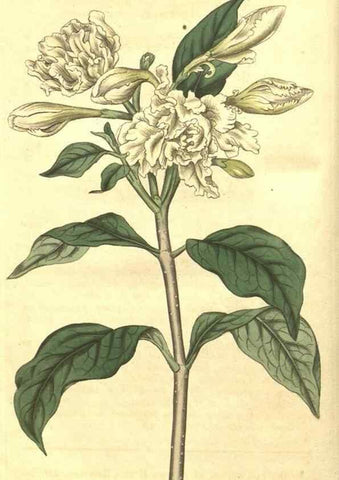 Reproducción/Reproduction 35188326205: Curtis's botanical magazine.. London ; New York [etc.] :Academic Press [etc.]