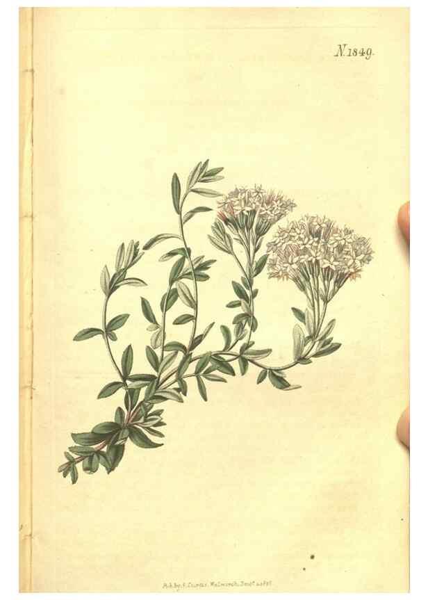 Reproducción/Reproduction 34343354164: Curtis's botanical magazine.. London ; New York [etc.] :Academic Press [etc.]