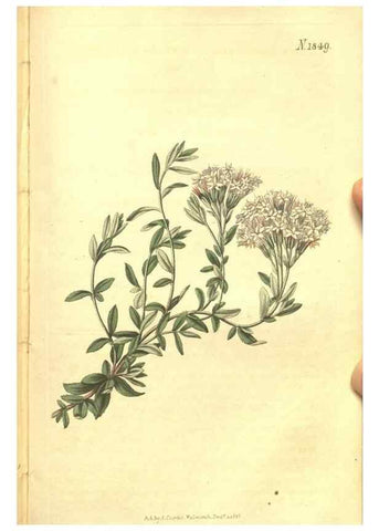 Reproducción/Reproduction 34343354164: Curtis's botanical magazine.. London ; New York [etc.] :Academic Press [etc.]