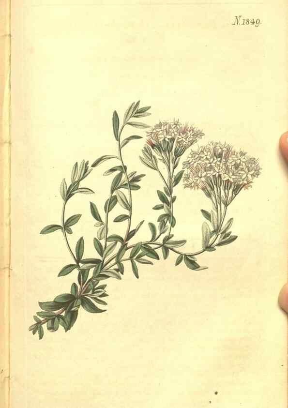 Reproducción/Reproduction 34343354164: Curtis's botanical magazine.. London ; New York [etc.] :Academic Press [etc.]