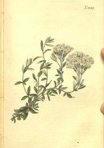 Reproducción/Reproduction 34343354164: Curtis's botanical magazine.. London ; New York [etc.] :Academic Press [etc.]
