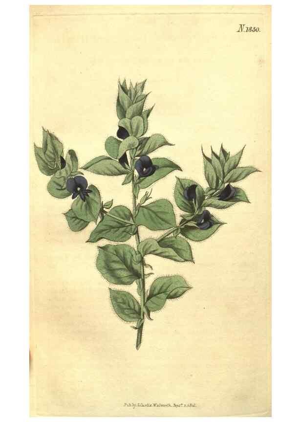 Reproducción/Reproduction 34343356324: Curtis's botanical magazine.. London ; New York [etc.] :Academic Press [etc.]
