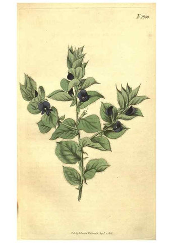Reproducción/Reproduction 34343356324: Curtis's botanical magazine.. London ; New York [etc.] :Academic Press [etc.]