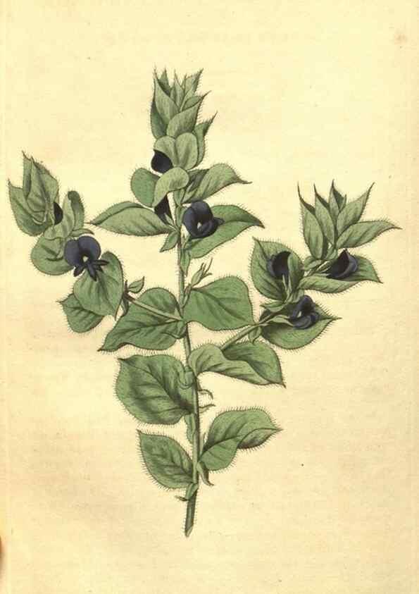 Reproducción/Reproduction 34343356324: Curtis's botanical magazine.. London ; New York [etc.] :Academic Press [etc.]