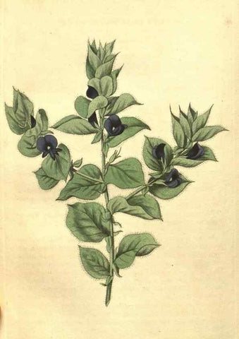 Reproducción/Reproduction 34343356324: Curtis's botanical magazine.. London ; New York [etc.] :Academic Press [etc.]